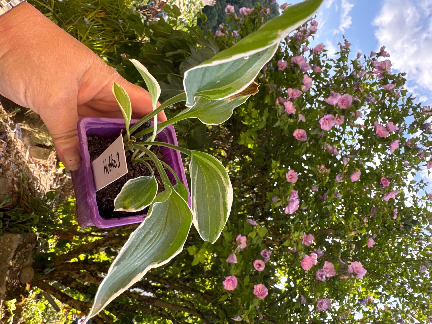 Pflanzen & Samen: Hosta muffie 3 – Gebraucht aus Lajoux JU von Briard0 1