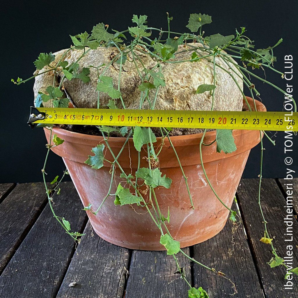 Plantes & graines: Ibervillea Lindheimeri - einfach nur einzigartig – Neuf avec emballage d'origine à Adliswil par astom369 7