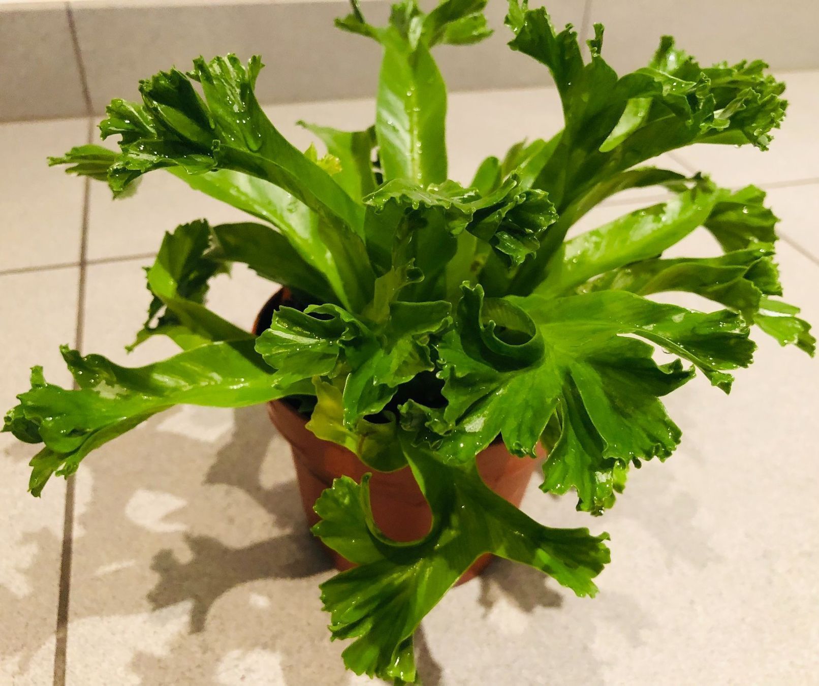 Pflanzen & Samen: Nestfarn “ASPLENIUM NIDUS” 20 cm Zimmer – Neu und originalverpackt aus Rovio von POSITIFFARTandPLANTS