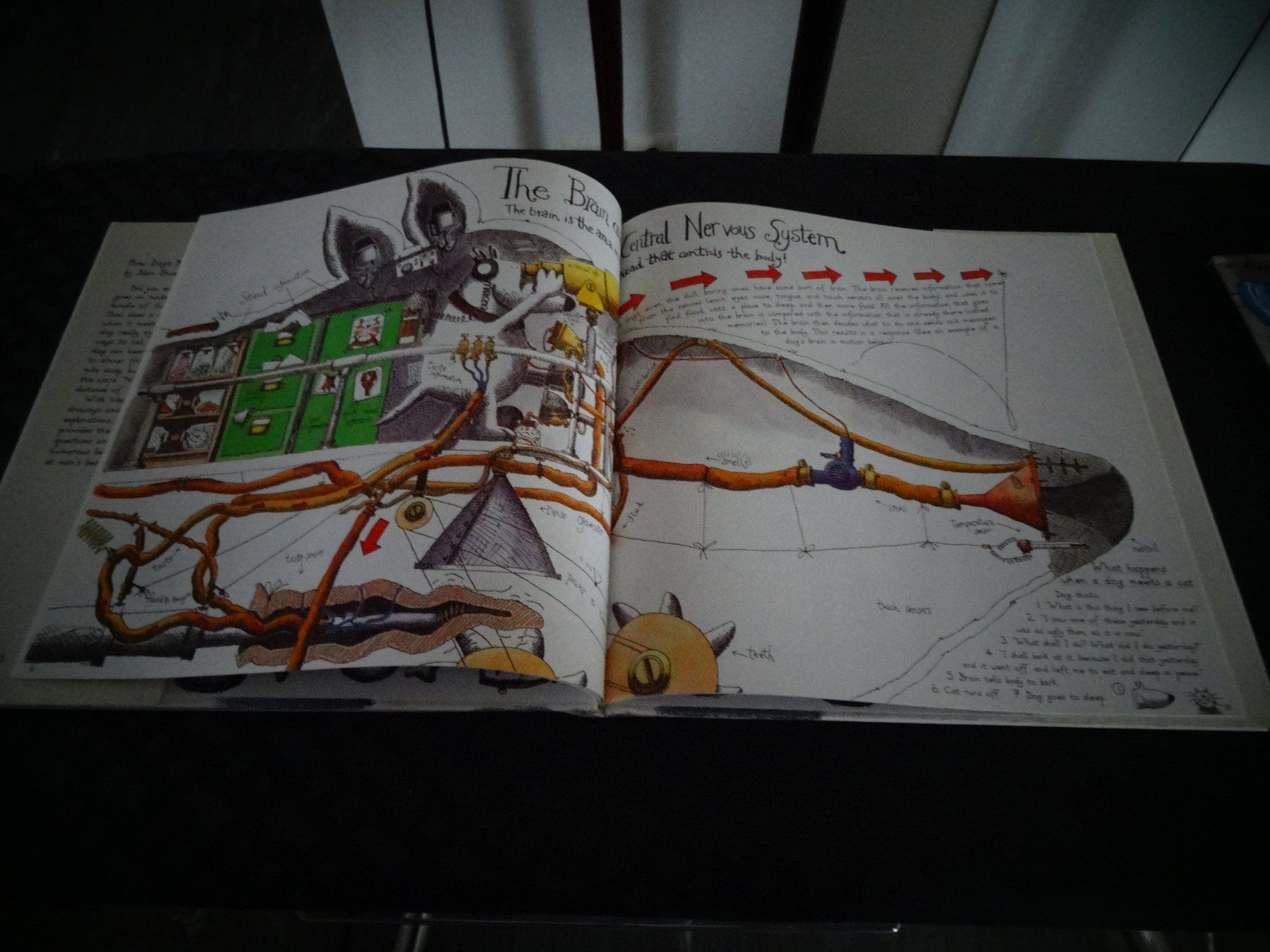 Bücher: How Dogs Really Work – Gebraucht aus Neerach von jenny062 6