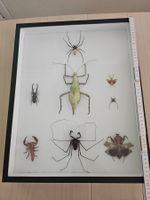 Insektensammlung gerahmt 50x40cm guter Zustand