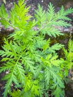 Artemisia Annua - faszinierende Heilpflanze für den Garten