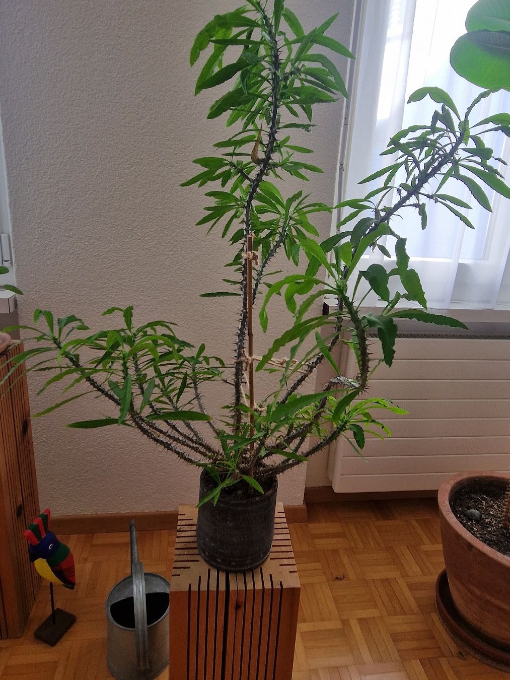 Piante & sementi: Kaktus Euphorbia – Usato da Zürich venduto da katinkalinka