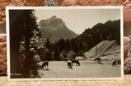 BEI GSTAAD - Kühen Rinder - Berner Oberland - Tiere