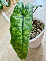 Alocasia ‘Shattered Glass’ Rhizome 🌱