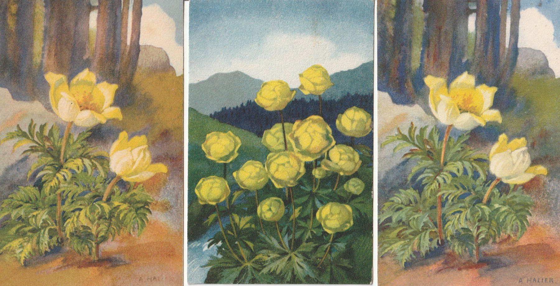Cartoline postali: Anna Haller-14 Künstlerkarten signiert – Usato da uttwil venduto da Koehlerfred 1