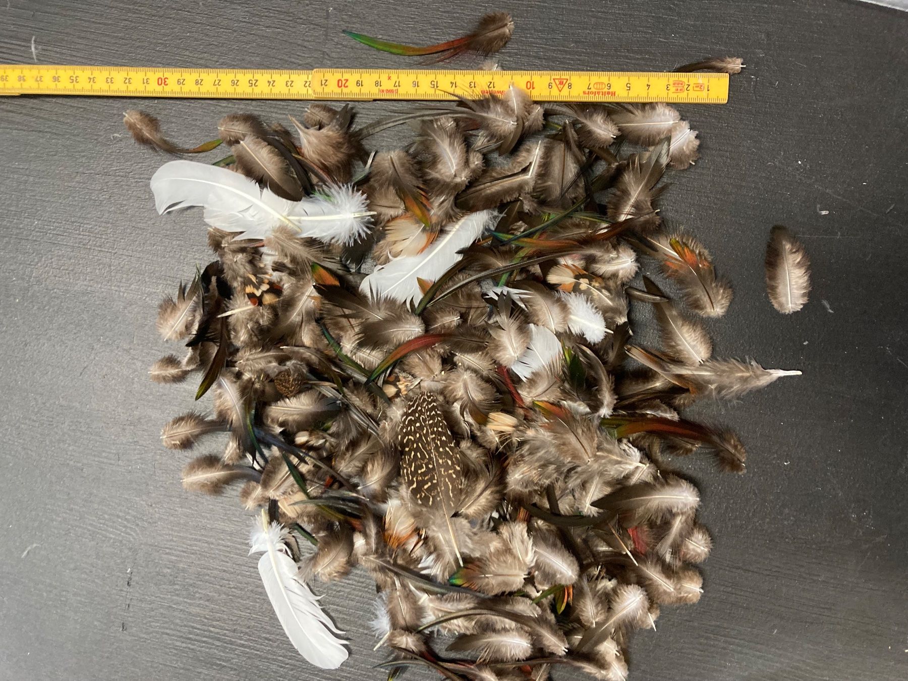 Il mondo degli animali: Federn-Mischung verschiedener Vogelarten – Usato da Grosswangen venduto da arum01