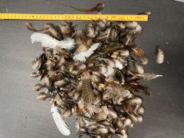Federn-Mischung verschiedener Vogelarten