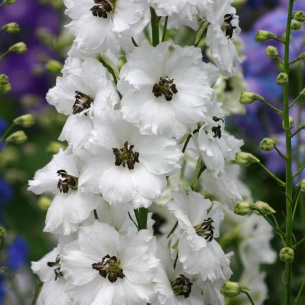 Piante & sementi: 50 Samen Rittersporn WHITE DARK BEE – Nuovo (secondo la descrizione) da Ehrendingen venduto da VerveinaSamen 4