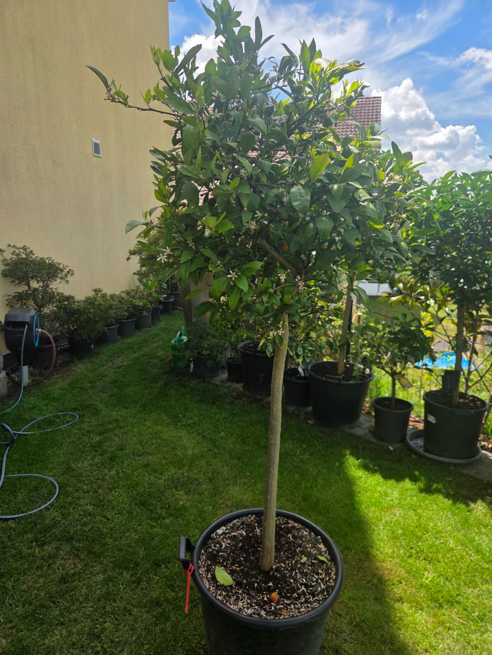 Plantes & graines: zitrus mandarine baum 1m80 mit blüte – D'occasion à Unterlunkhofen par tomnova