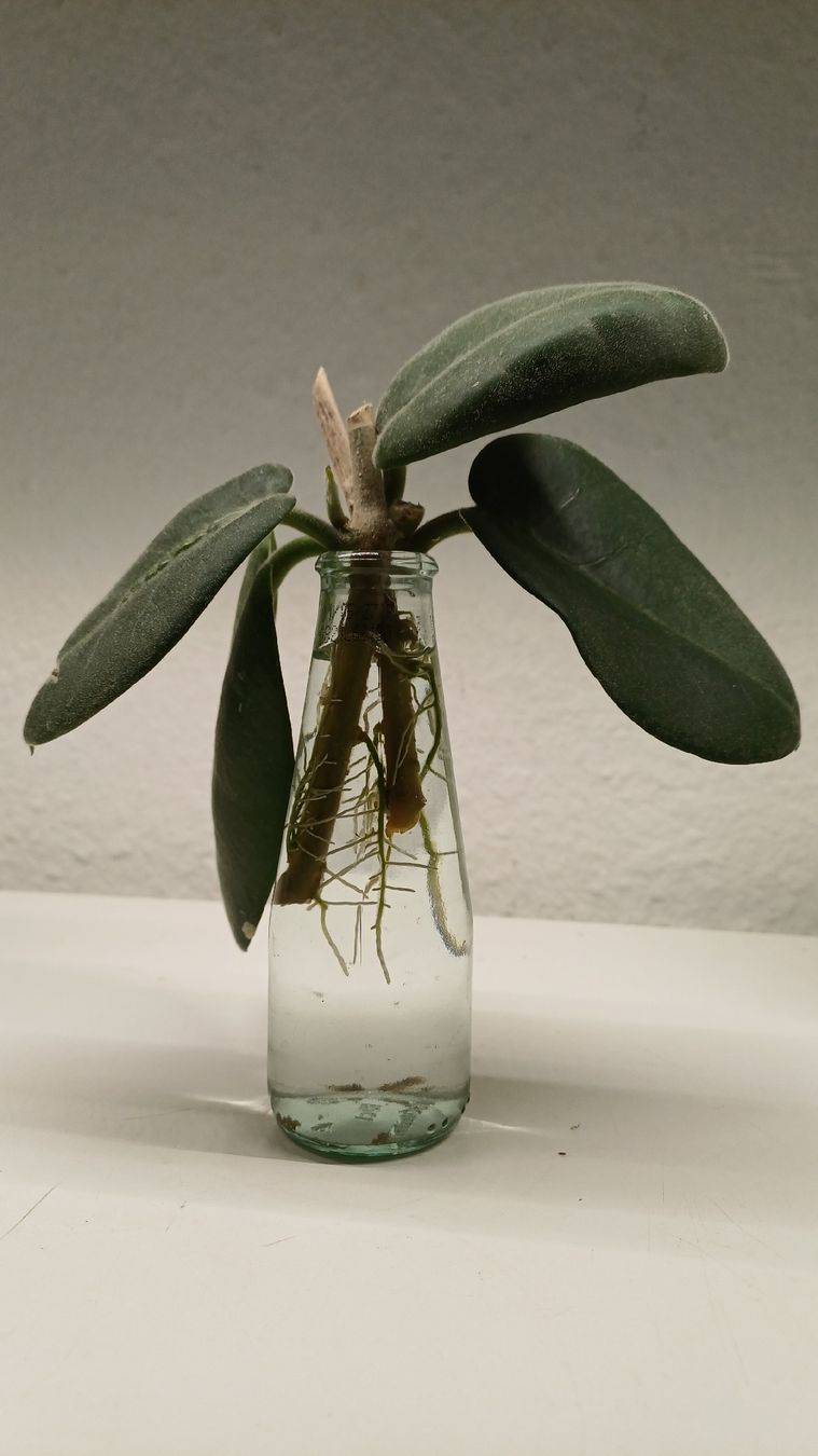 Piante & sementi: Hoya Calycina Stargazer – Usato da Bern venduto da uwi_8t7x