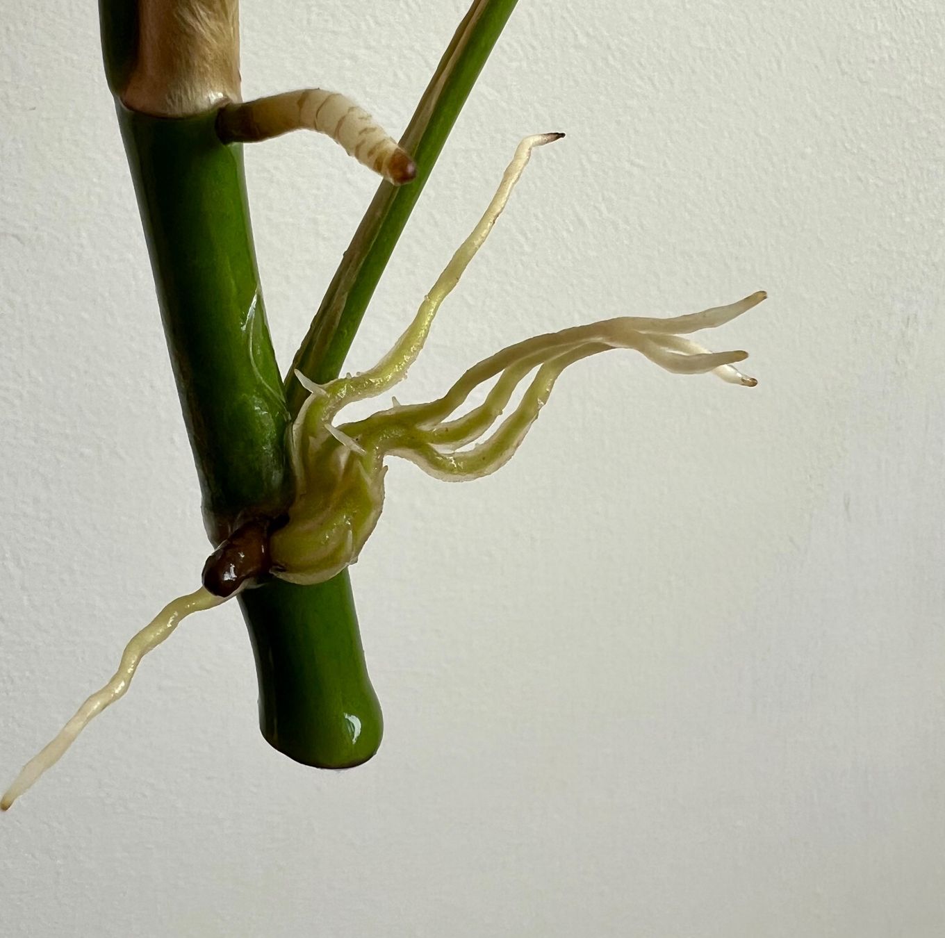 Piante & sementi: Monstera minima Kopfsteckling🔥 – Usato da Glattpark(Opfikon) venduto da ste_n99y 1