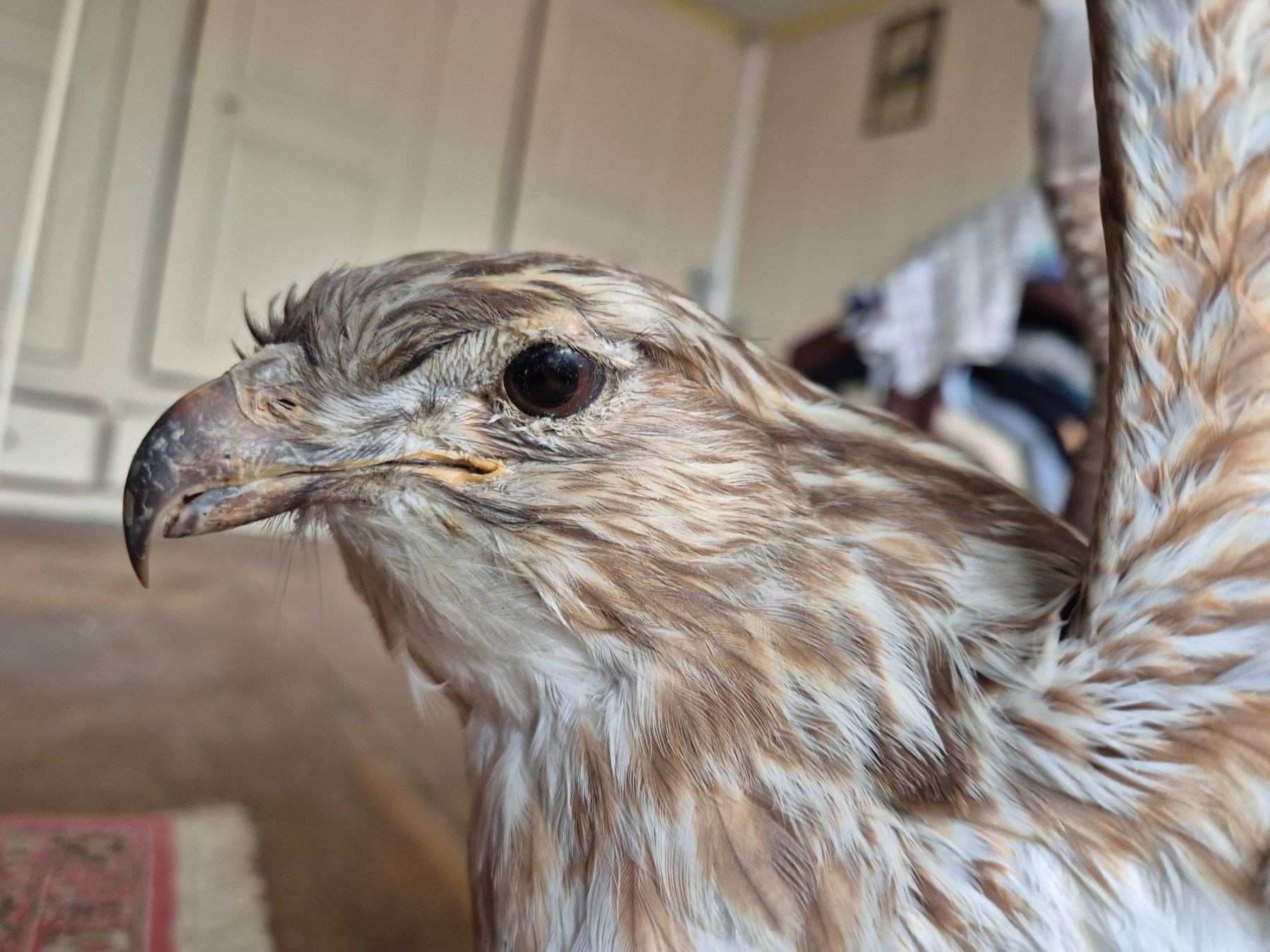 Monde des animaux: ausgestopfter Vogel – D'occasion à Brunnadern par eichmann.anton 3
