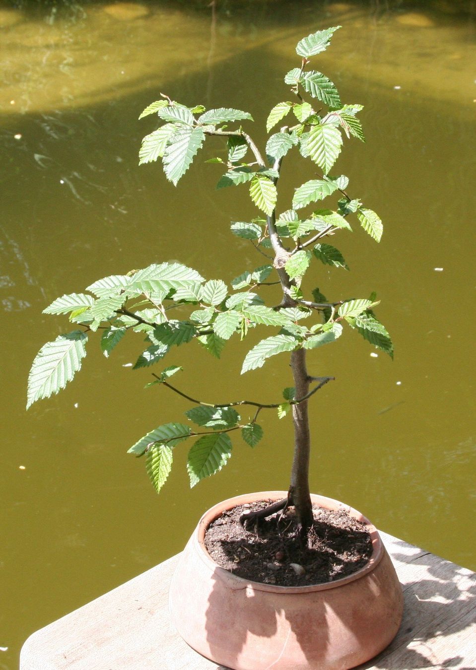 Piante & sementi: BONSAI  -  Hainbuche – Usato da Gretzenbach venduto da Sikim 1