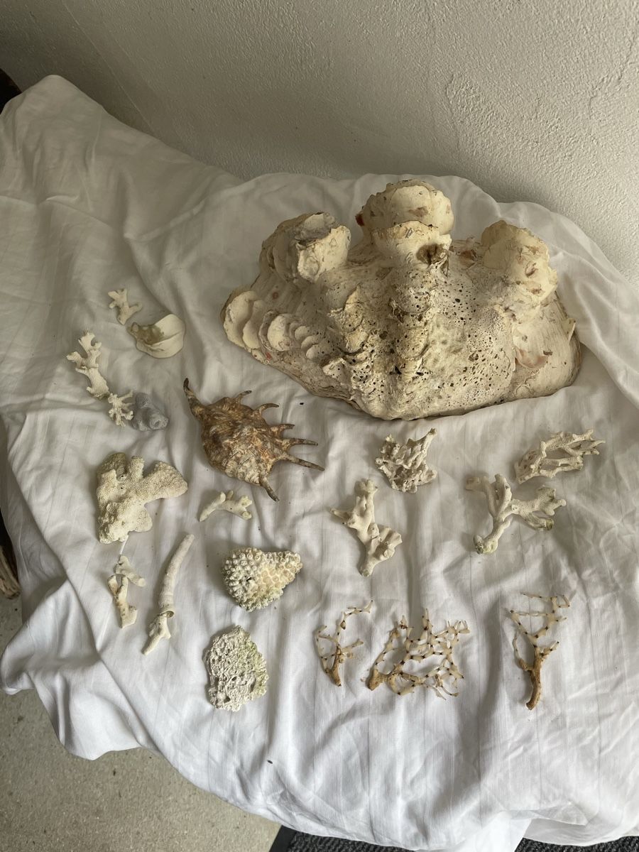 Fossili: Dekorative Korallen und Muscheln – Usato da Laufen venduto da tommey90