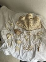 Dekorative Korallen und Muscheln