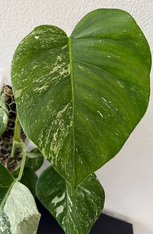 Piante & sementi: Monstera Deliciosa Variegata, 55cm, 3D-Rankstab – Usato da Aadorf venduto da Arkabraa