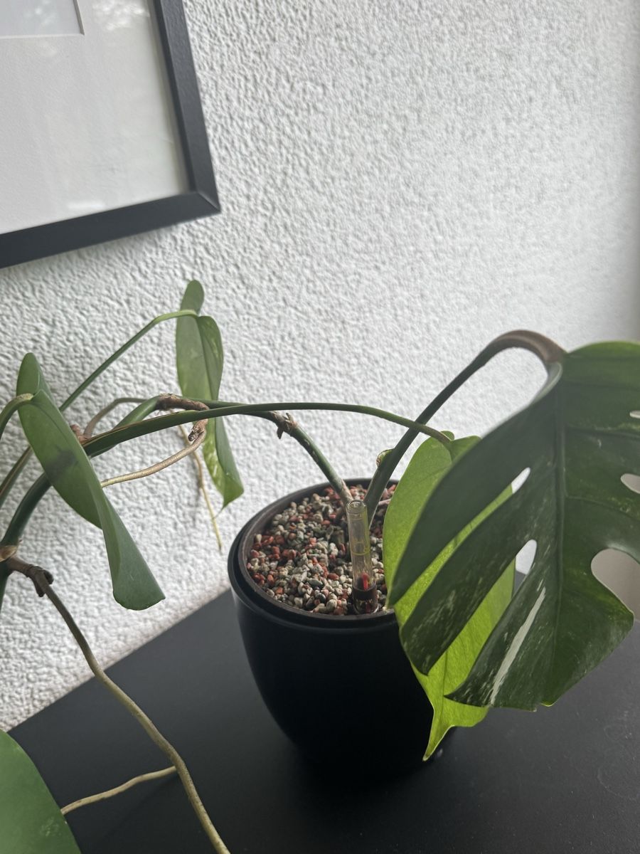 Piante & sementi: Monstera – Usato da Worblaufen venduto da mar_tfk8 3