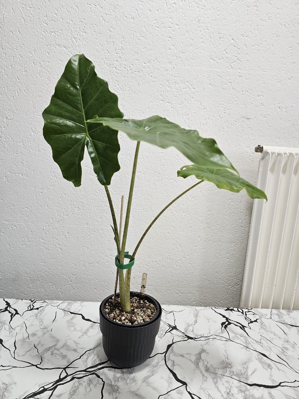 Piante & sementi: Alocasia Portodora  – Nuovo (secondo la descrizione) da Utzenstorf venduto da Dac_mk 3