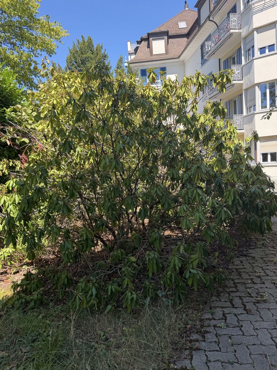 Plantes & graines: 3 Meter hoch Rhododendron – D'occasion à Zürich par joyfulgrace 2