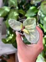 Hoya carnosa ‚Argentea Princess‘ 🦄✨