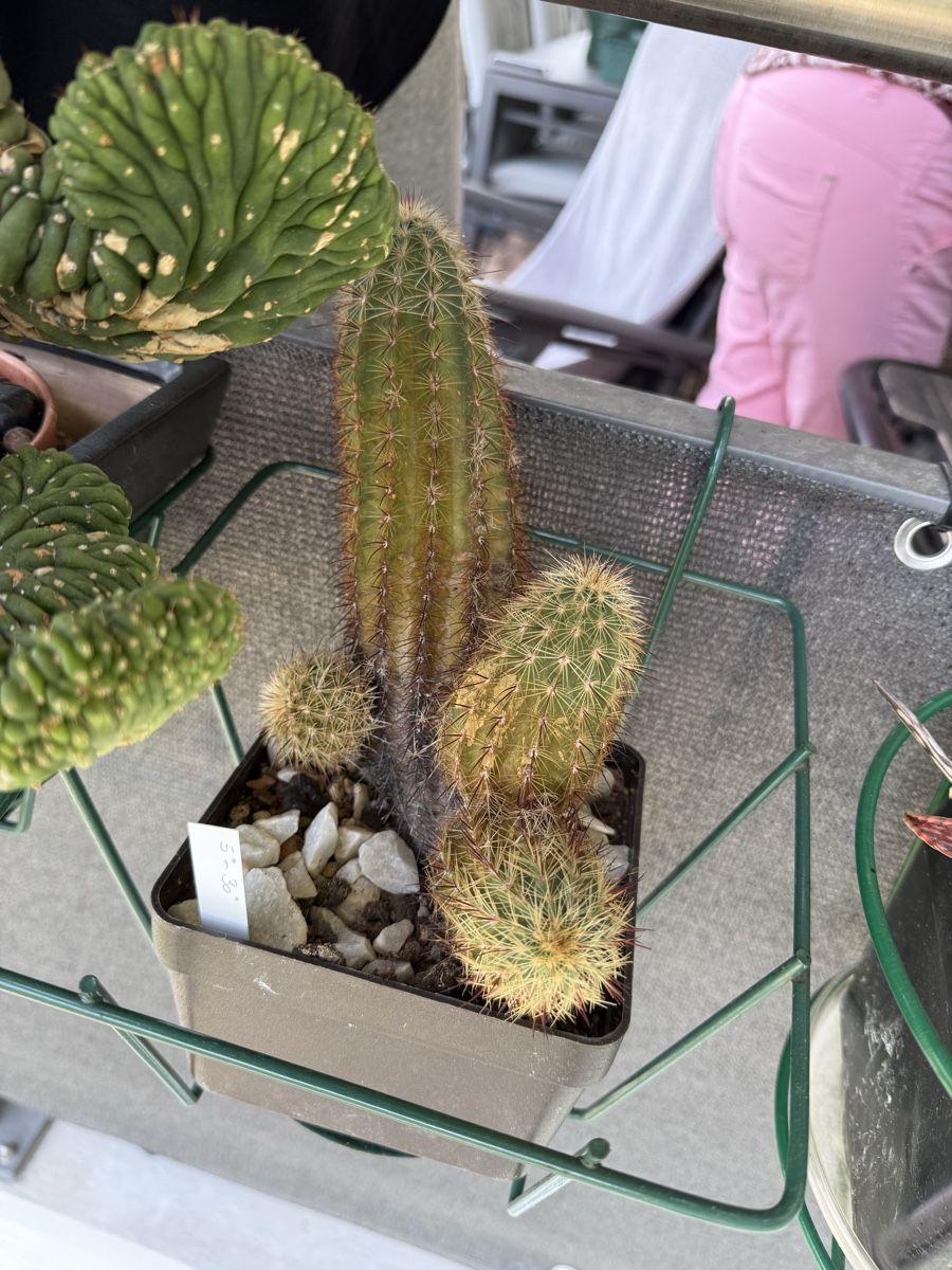 Plantes & graines: Echinocereus chloranthus  – D'occasion à Rorbas par SimS0n 2