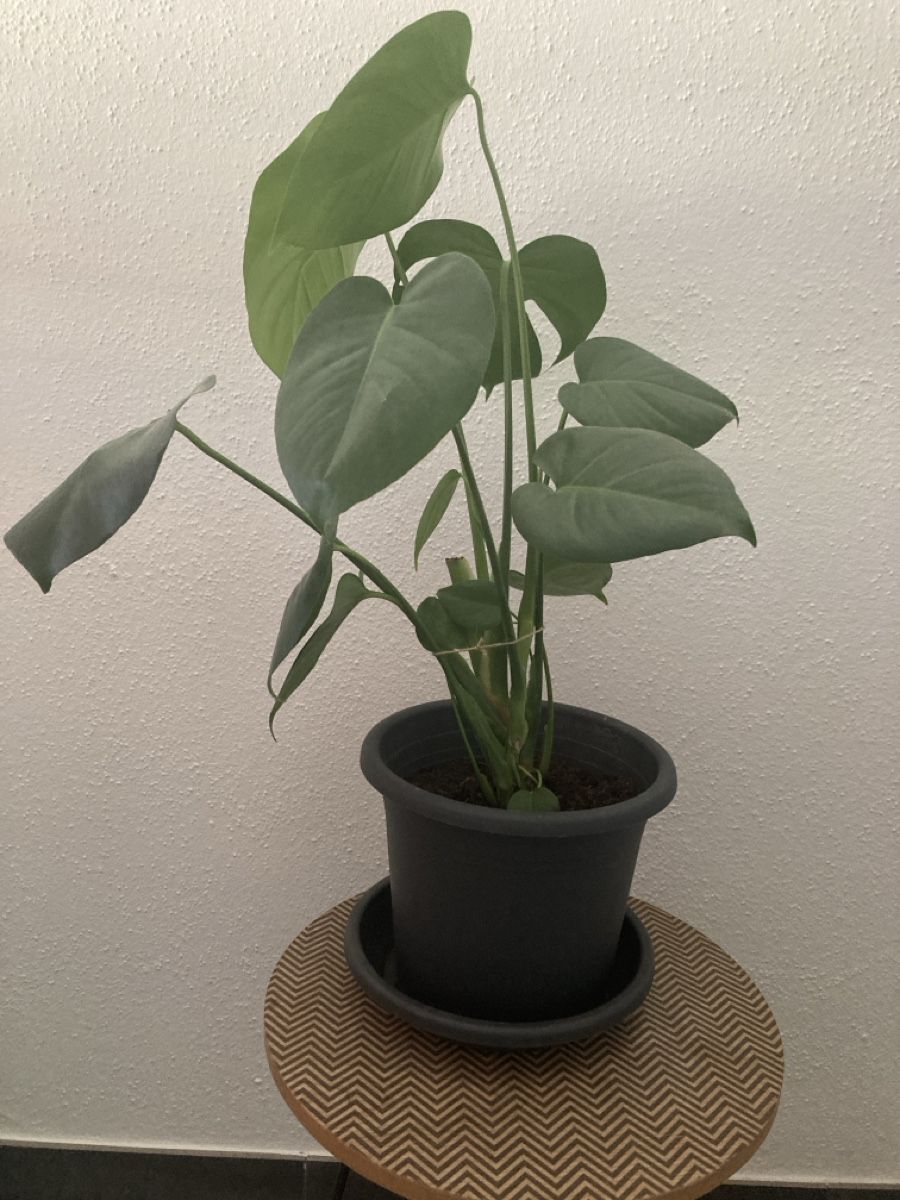 Plantes & graines: Monstera Blume – Neuf avec emballage d'origine à Basel par edy_78pd