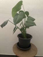 Monstera Blume