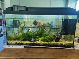 112L Aquarium mit 22 roten Neonsalmlern