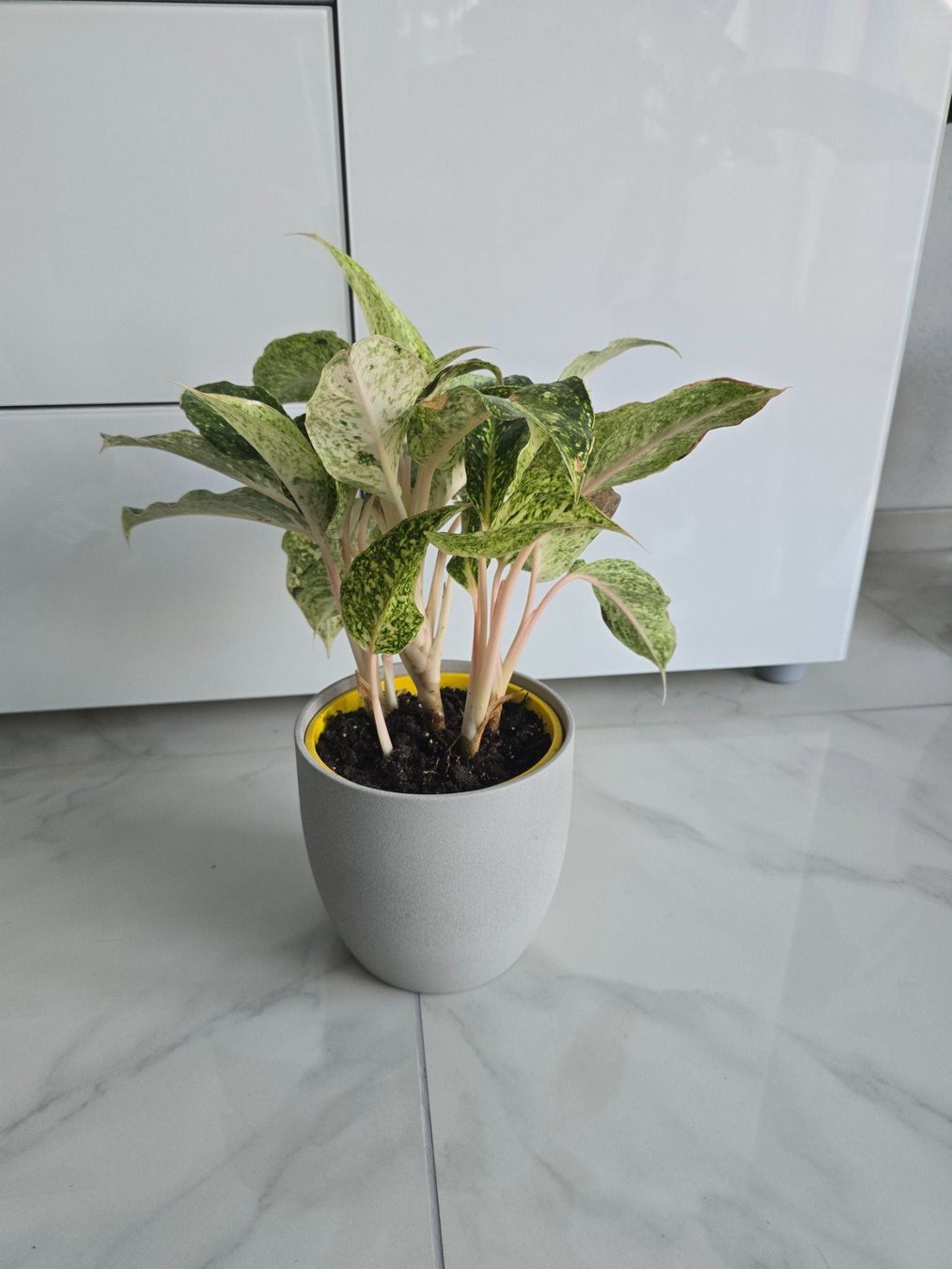 Piante & sementi: Zimmerpflanze Aglaonema – Usato da Aarburg venduto da Glitzerzauber 3
