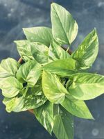 🪴 Efeutute Fresh marbled pothos houseplant 🪴