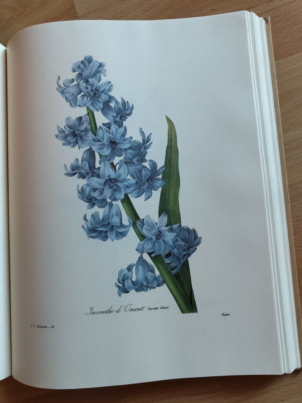 Libri: P-J Redouté Les plus belles fleurs – Usato da Crans VS venduto da cat_5yb8 4