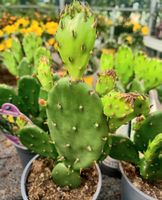 OPUNTIA MICRODASY. Kaktus, blühend mit gelbe Blüten. 20-30cm