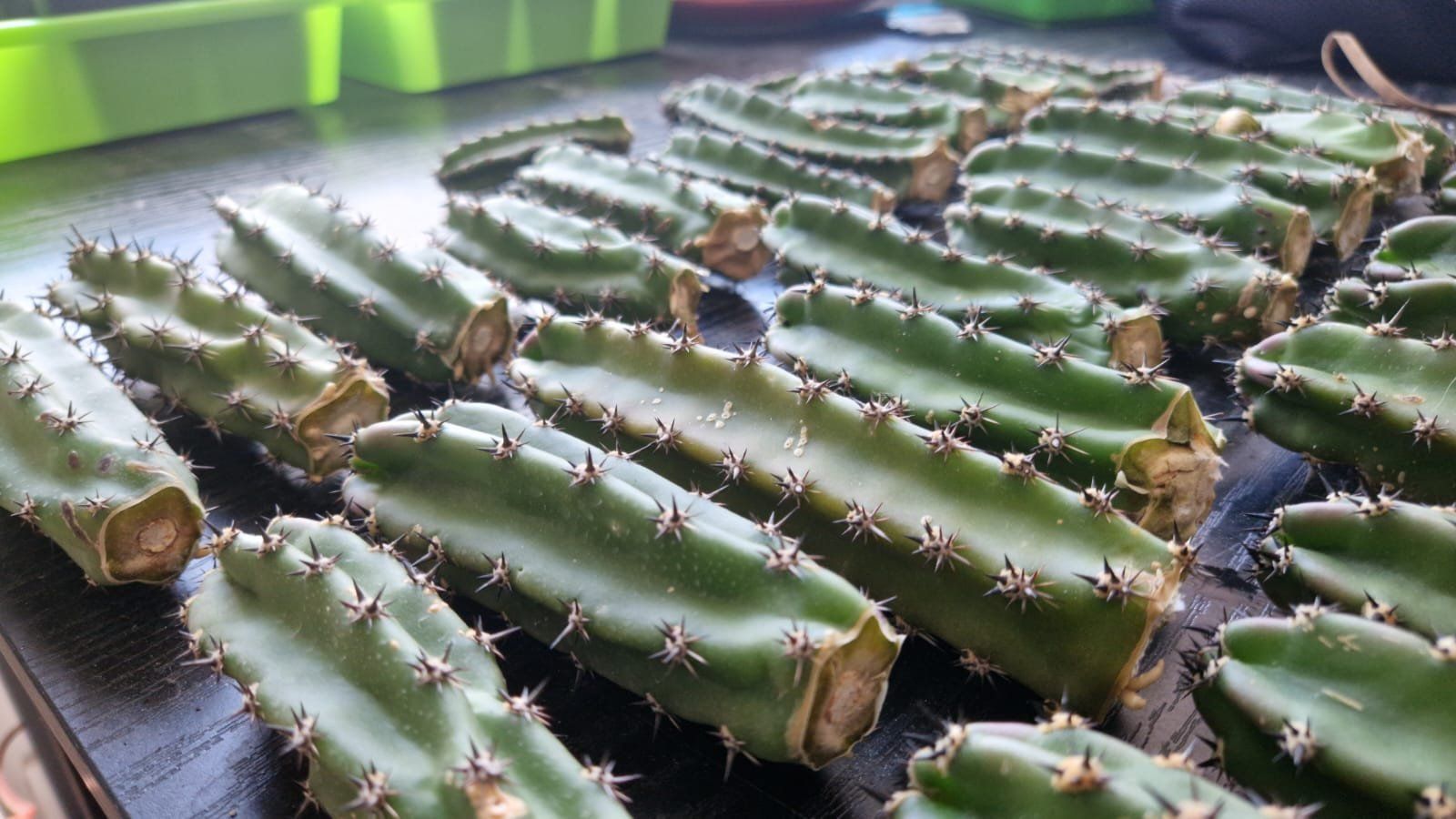 Plantes & graines: Harrisia Jusbertii Stecklinge – D'occasion à Zürich par LophiMaster 4