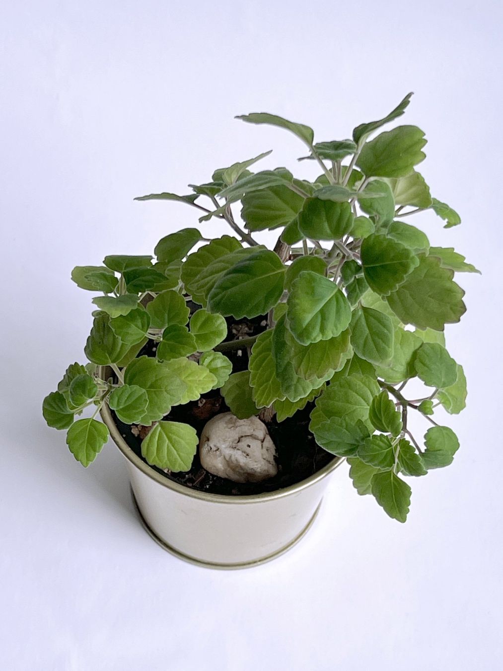 Pflanzen & Samen: PLECTRANTHUS***** – Neu (gemäss Beschreibung) aus Dübendorf von Orchid18 3