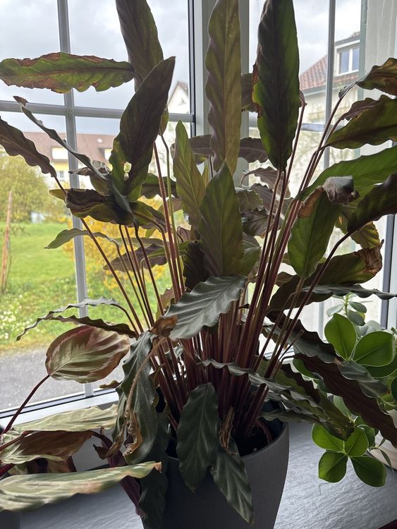 Pflanze ohne Topf Kaufen auf Ricardo