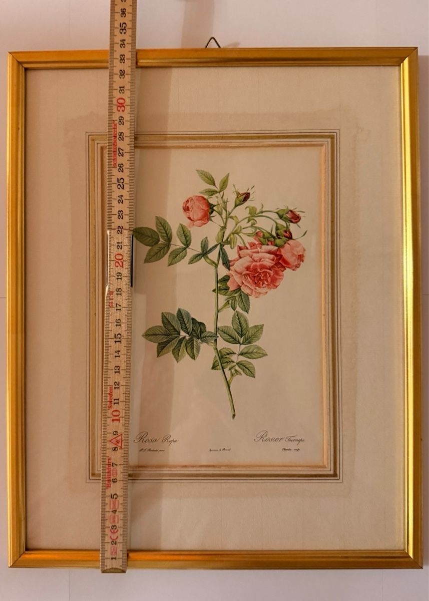 Foto & Immagini: Kunstdruck - Pierre-Joseph Redouté - Rosa Rapa – Usato da Schlieren venduto da KaRoPue 4
