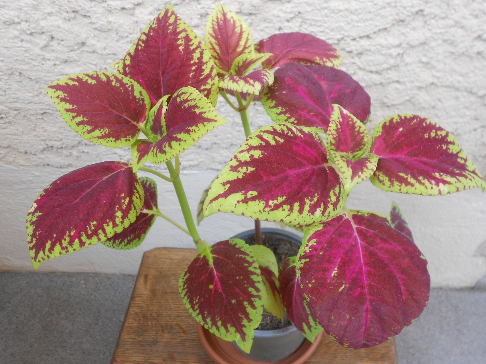 Pflanzen & Samen: Buntnessel (Plectranthus scutellarioides) – Neu (gemäss Beschreibung) aus Zollikofen von Flavabana 3