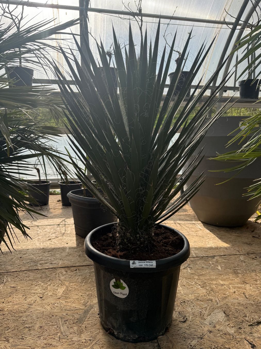 Piante & sementi: Yucca Filiferia - Versand möglich – Nuovo e nell'imballaggio originale da Zuckenriet venduto da Thur_Plant 5