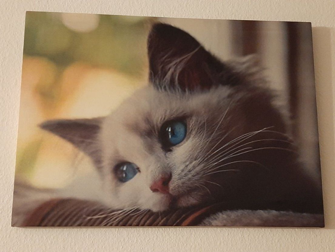 Foto & Immagini: LED Kunstbild Die weisse Katze – Nuovo e nell'imballaggio originale da Kilchberg ZH venduto da ruedi34
