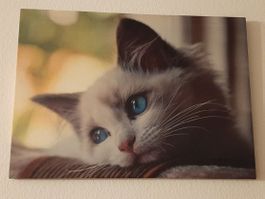 LED Kunstbild Die weisse Katze