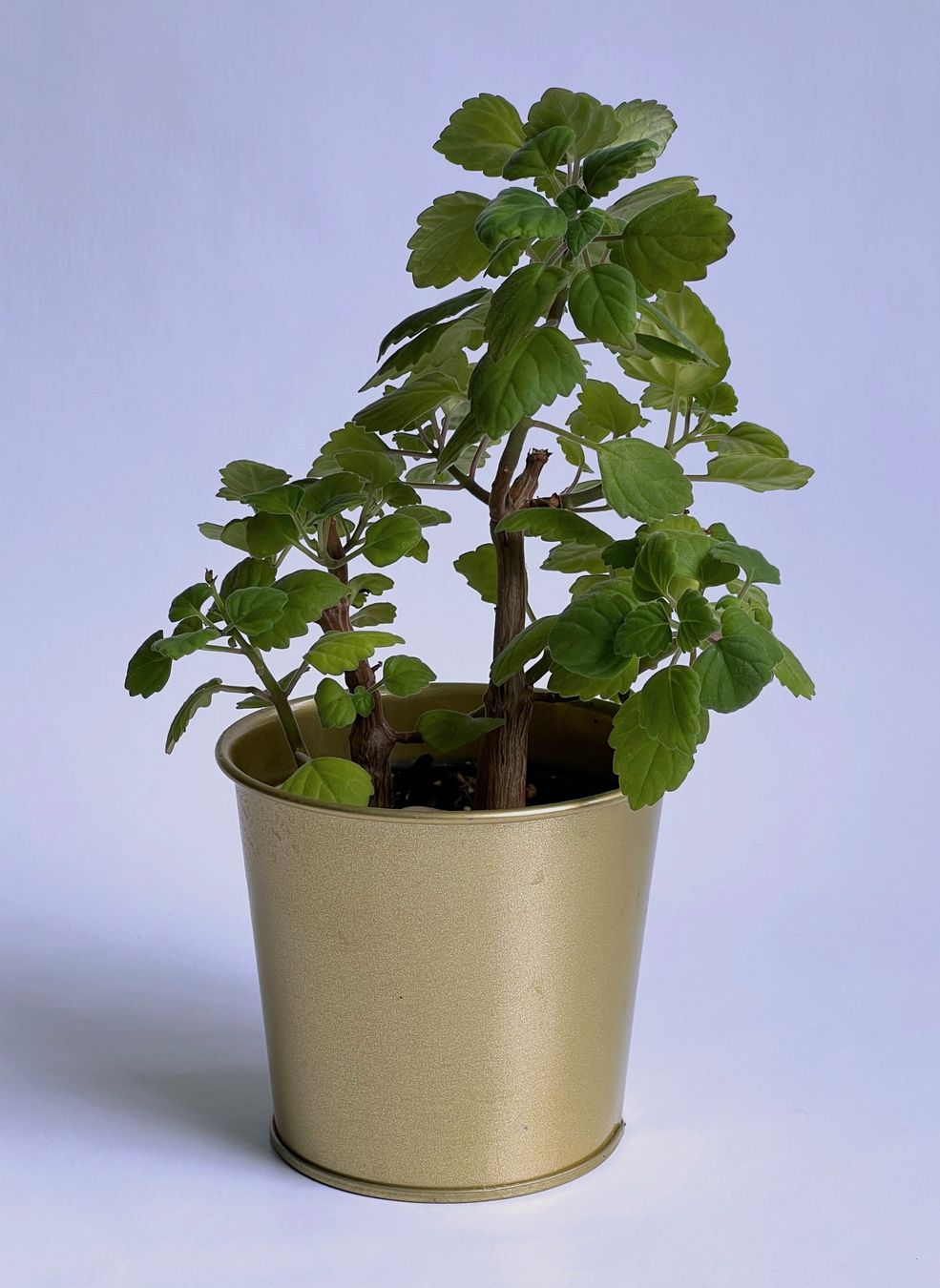 Pflanzen & Samen: PLECTRANTHUS***** – Neu (gemäss Beschreibung) aus Dübendorf von Orchid18 1