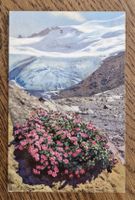Alpenrosen, Gletscher, 1916, Davos n. Zürich z. O. Braschler