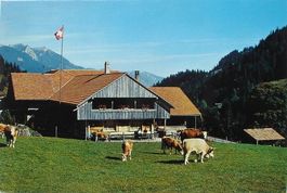 OBERWIL i.S. Berggasthaus Rossberg - Kühe