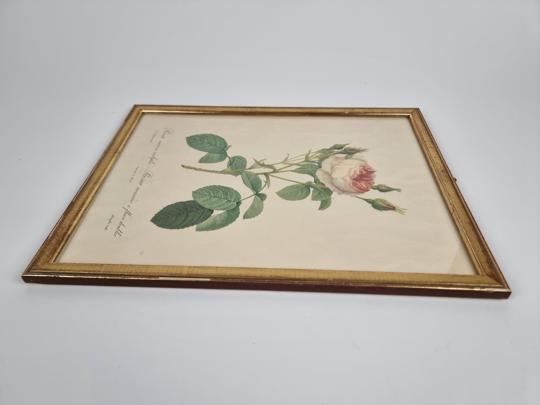 Foto & Immagini: Wandbild Rose – Usato da Urtenen-Schönbühl venduto da Restwert_Schoenbuehl 2