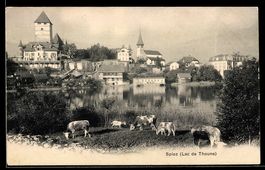 AK Spiez /Lac de Thoune, Panorama mit Kühen