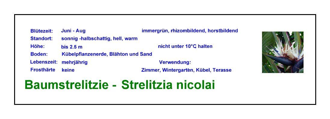Piante & sementi: Baumstrelitzie - Strelitzia nicolai - 2 Pflanzen – Nuovo e nell'imballaggio originale da Sumiswald venduto da Cham14558 3