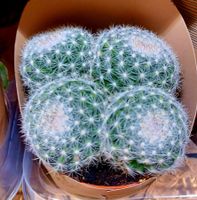Sukkulent 15 cm Cactus Kaktus Кактус