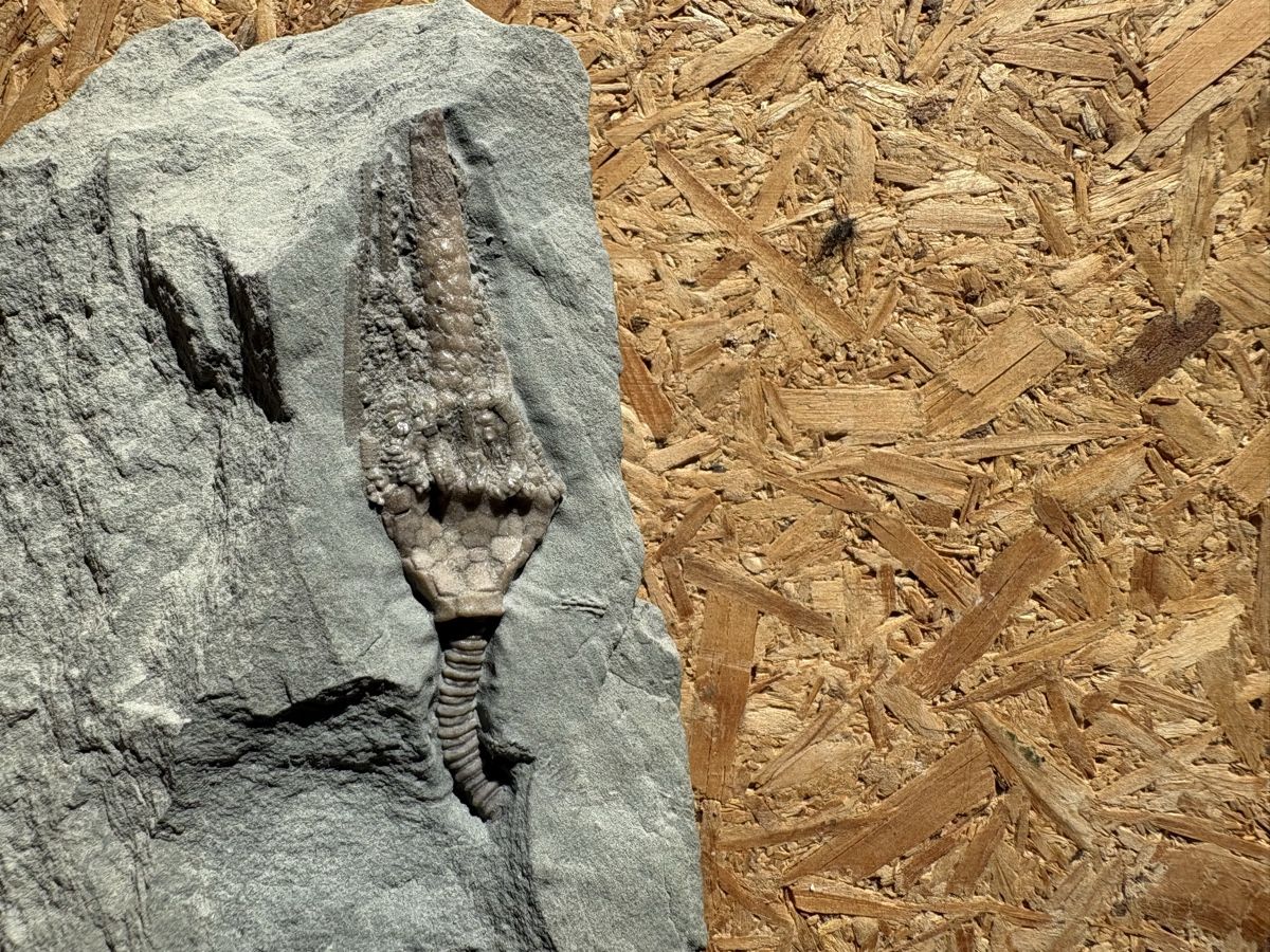 Fossili: Fossile Pflanzen – Usato da Biel/Bienne venduto da nimmes 1