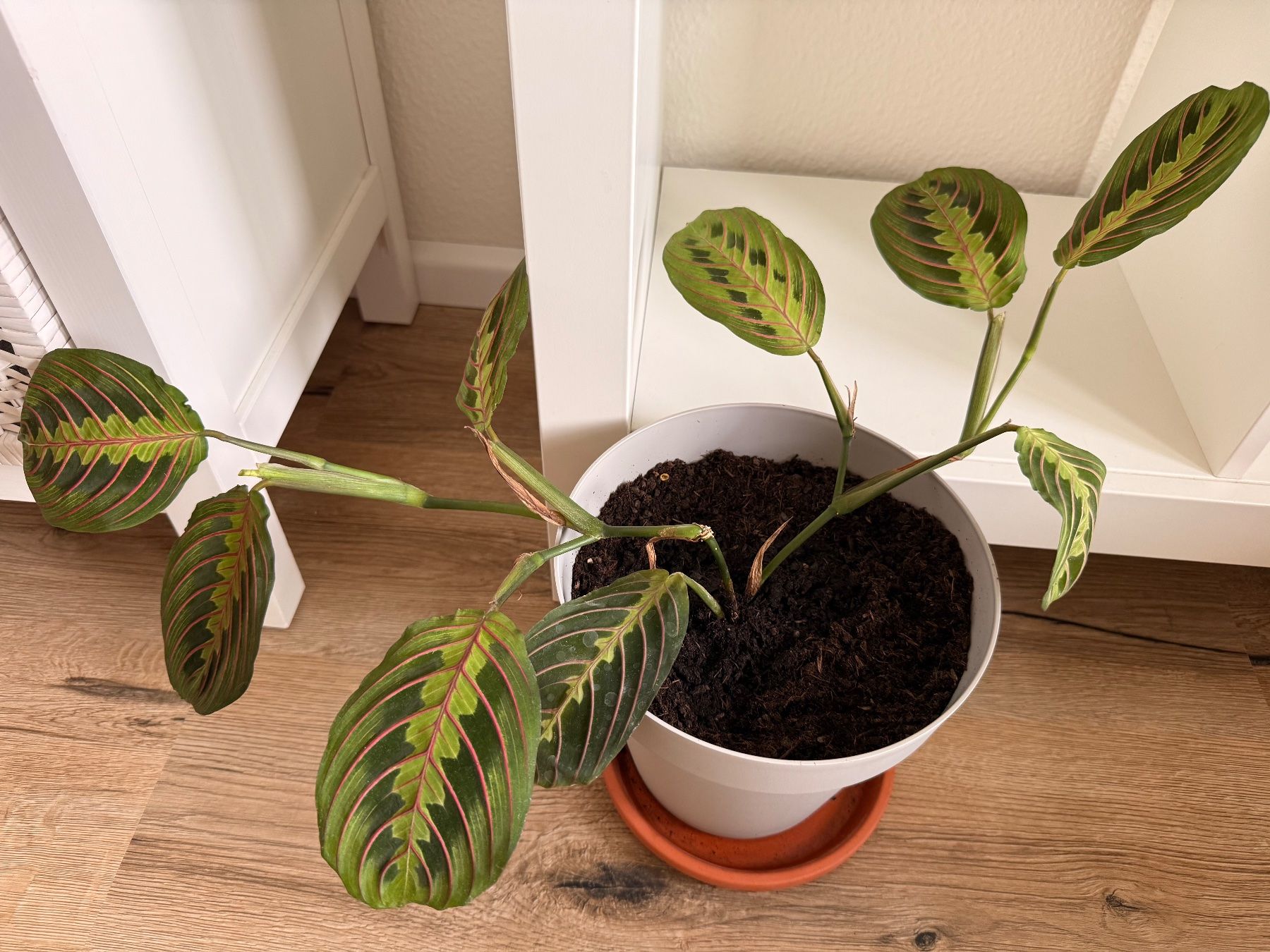 Piante & sementi: 2er Set Maranta Leuconeura – Usato da Allschwil venduto da Irlandelfe85 2